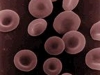rote Blutkörperchen