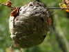 Bienenkorb  