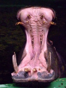 Hippo Hippo©Flickr/marfis75