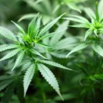 Cannabis: Das schmerzlindernde Rauschmittel
