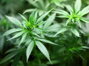 Cannabis: Das schmerzlindernde Rauschmittel
