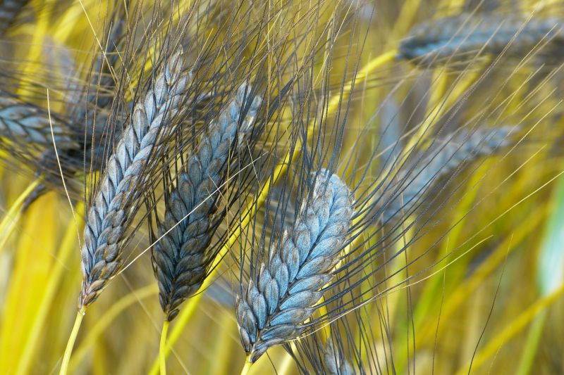 Emmer, Kamut, Chia-Samen: Ur-Getreide im Gesundheitscheck