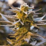 Blüte einer Cannabispflanze