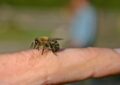 Insektengiftallergie: Vorbeugung schützt vor schweren Folgen