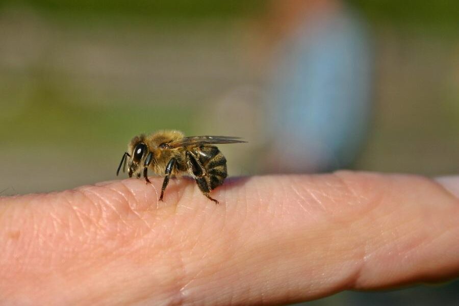 Insektengiftallergie: Vorbeugung schützt vor schweren Folgen